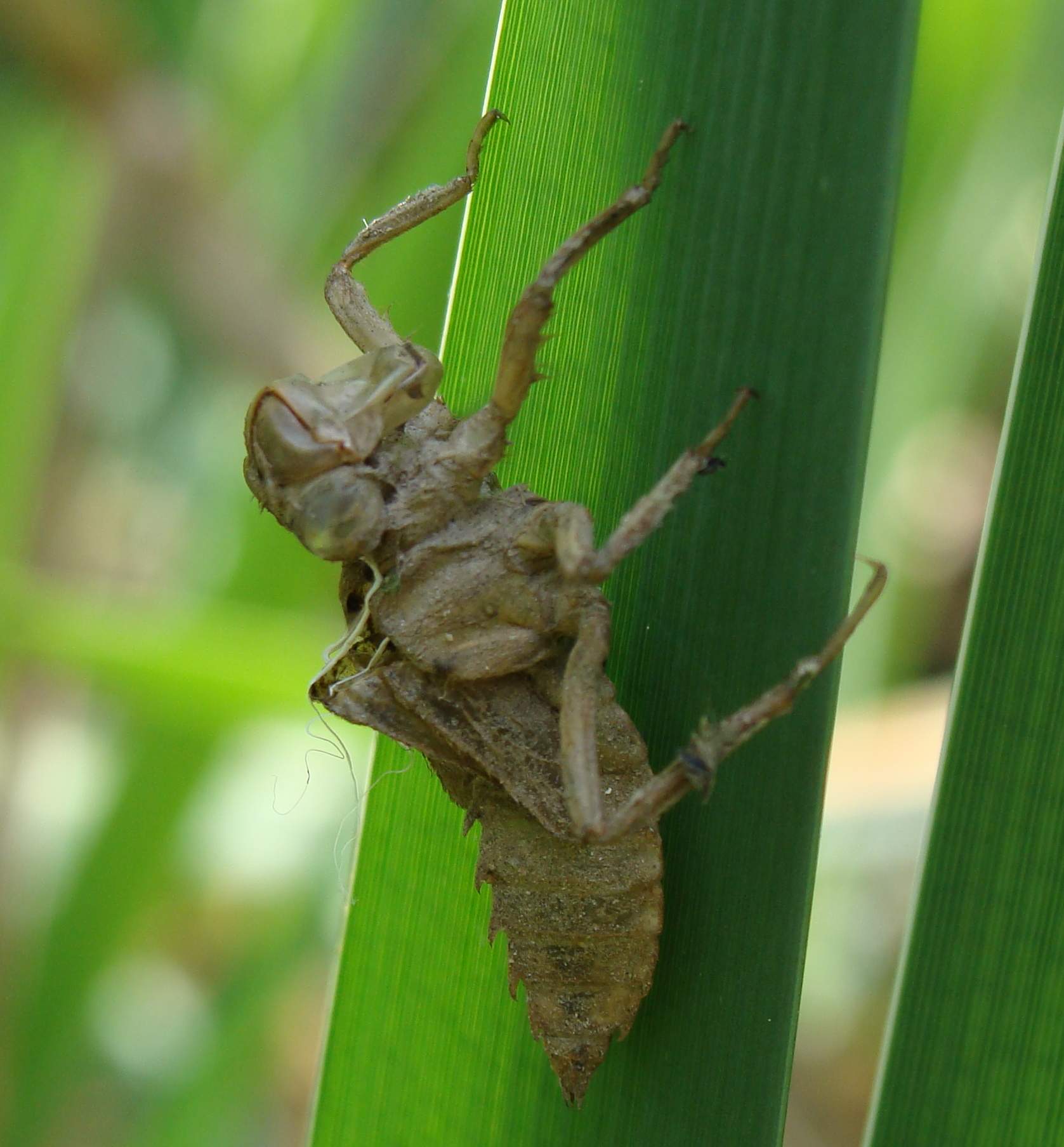 esuvia libellula fulva